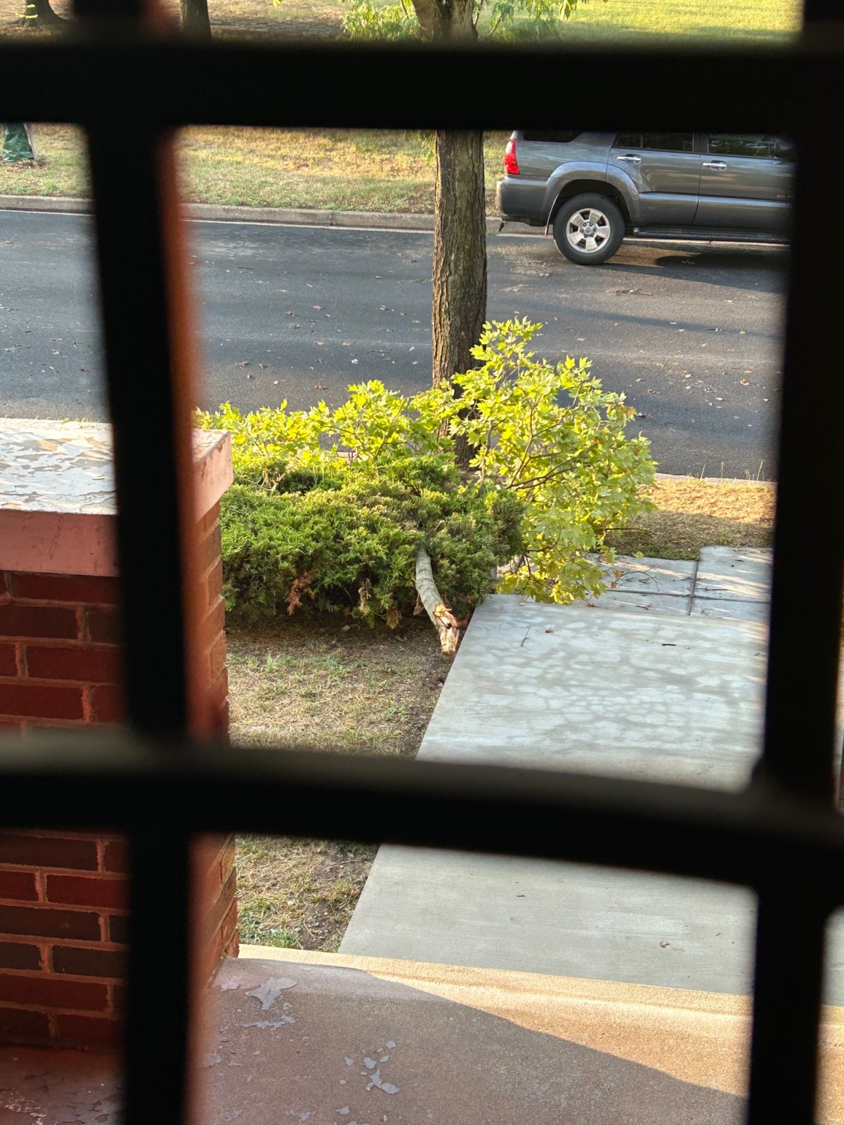 Downed tree limb.JPG