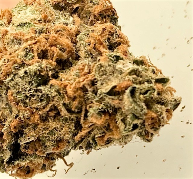 DSD 1 closeup trichs.jpg