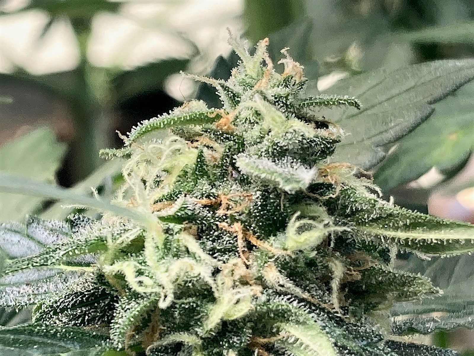 DSD bud clseup #4.jpg