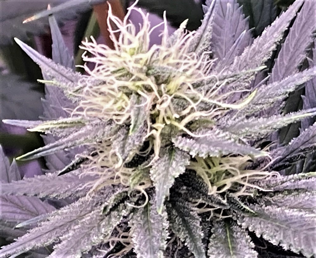 DSD lower bud closeup.jpg