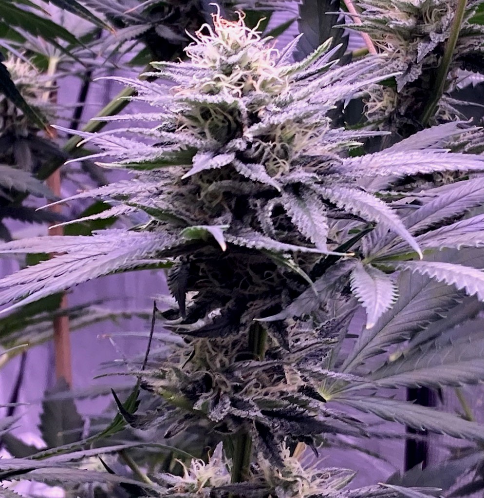 DSD mid level bud example 2.jpg