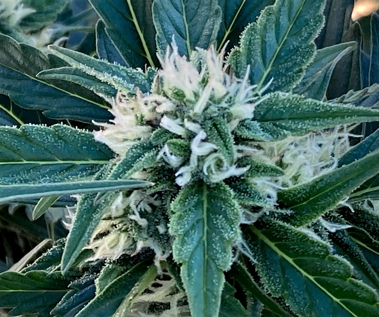 DSD outdoor auto bud 1.jpg