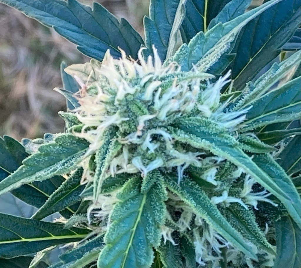 DSD outdoor bud 2.jpg