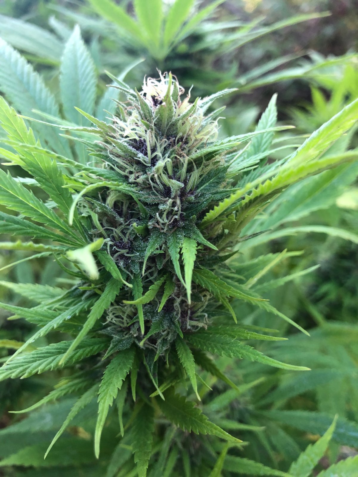 Durban Poison Bud close up Organically grown Outdoors .jpg