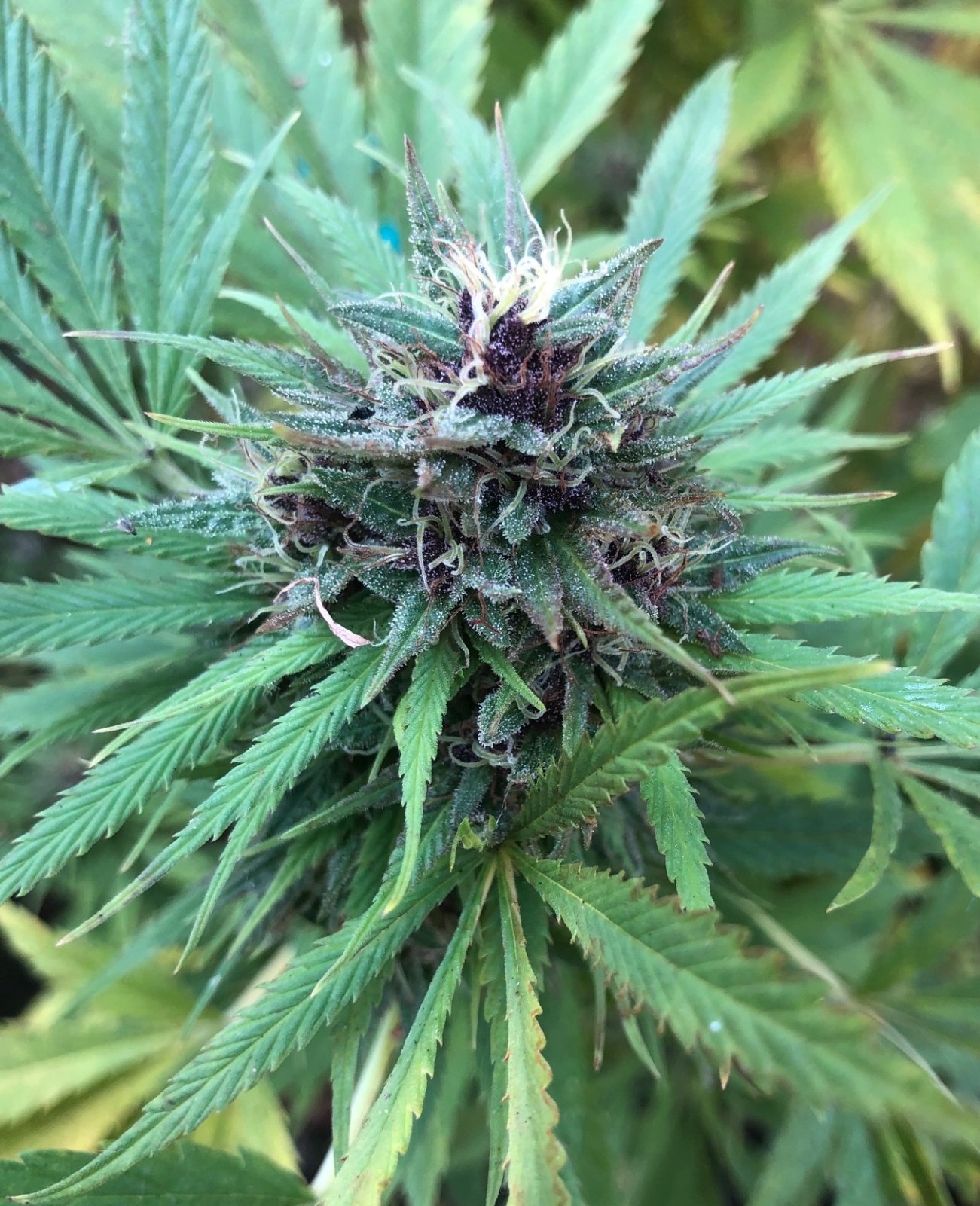 Durban Poison purple bud outdoor organic.jpg