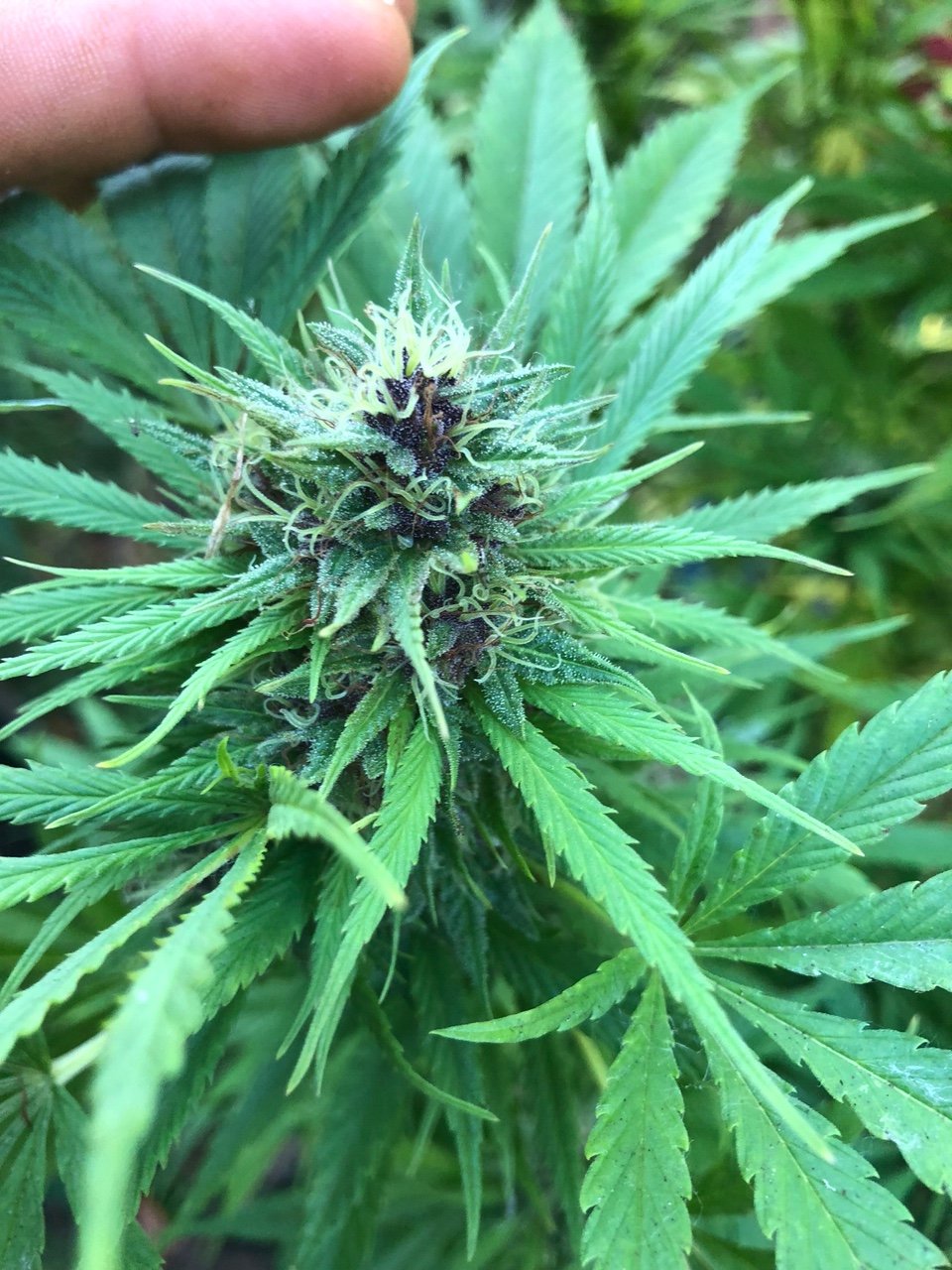 Durban Poison purple bud pheno early finisher.jpg