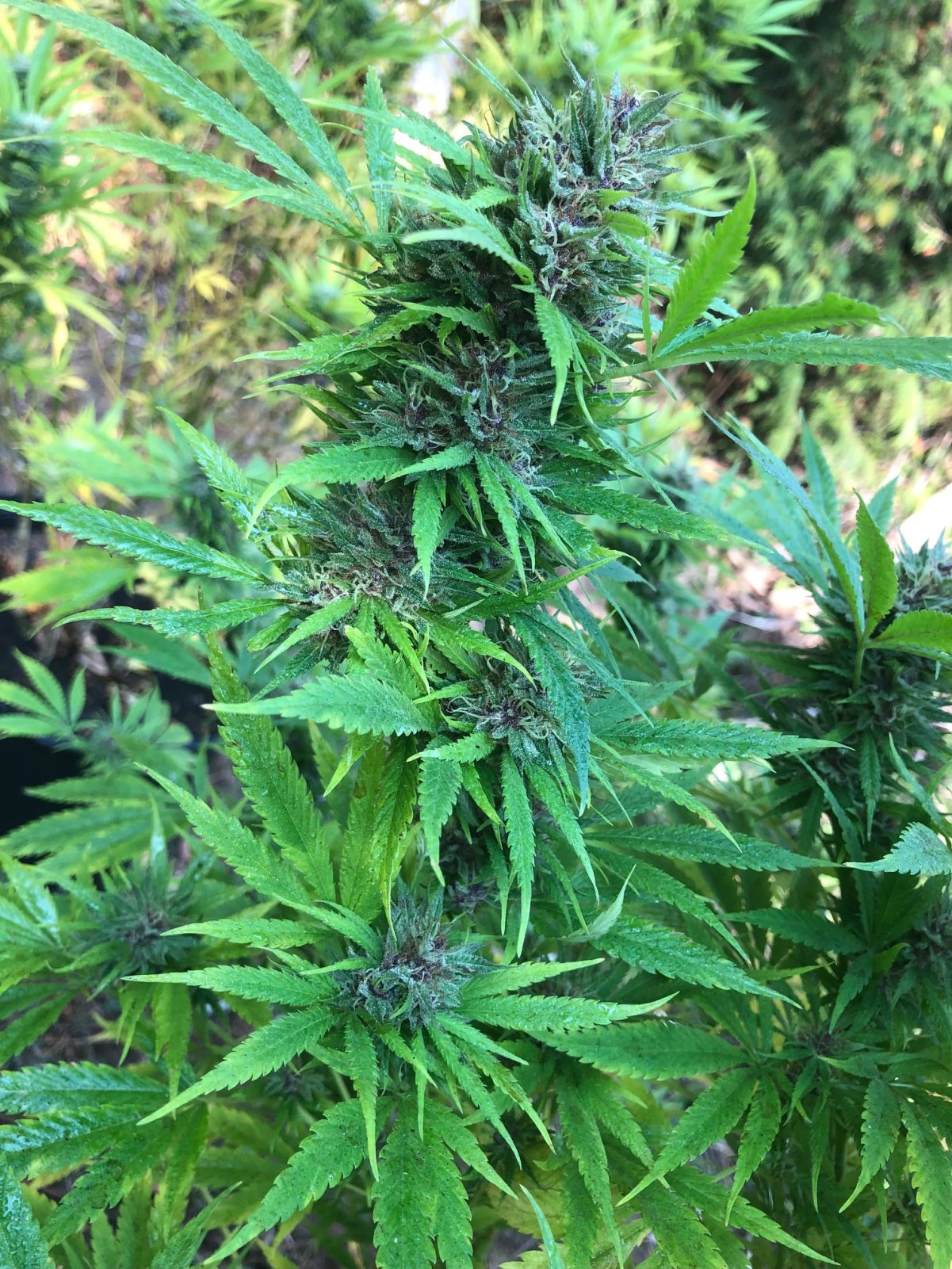 Durban Poison side branch close to finish.jpg