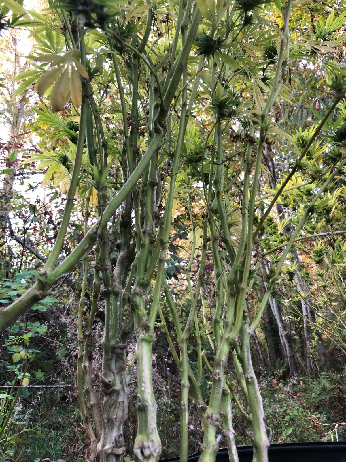 Durban Poison stalks.jpg