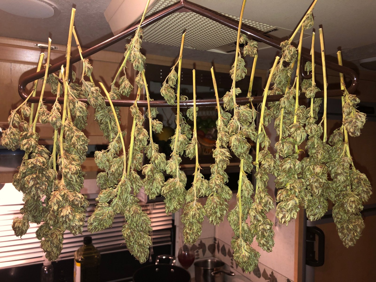 Durban Poison top bud dried and ready for cure.jpg