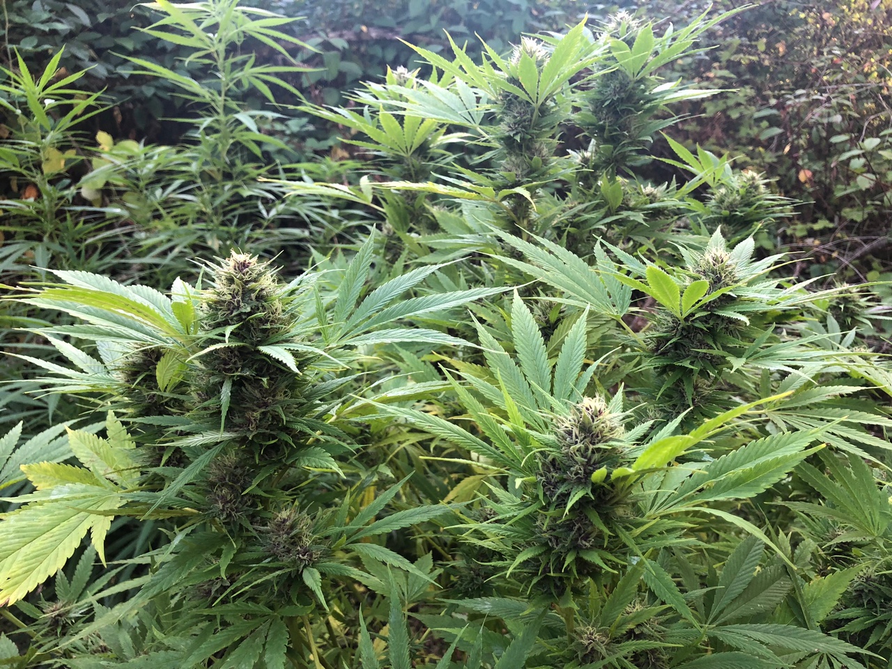 Durban Poison top buds organic outdoors high stress training.jpg