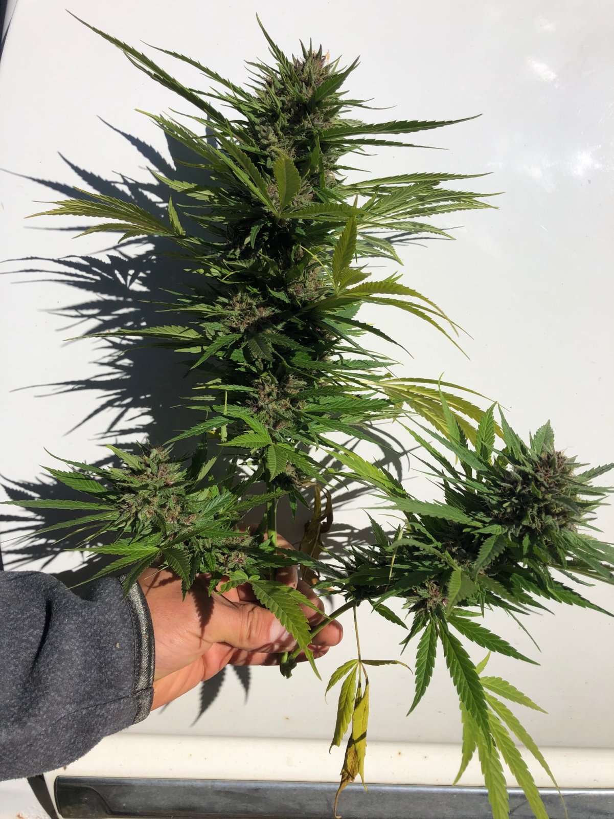 Durban Poison top section harvest water deprivation 7th day pheno in the ground.jpg.jpg