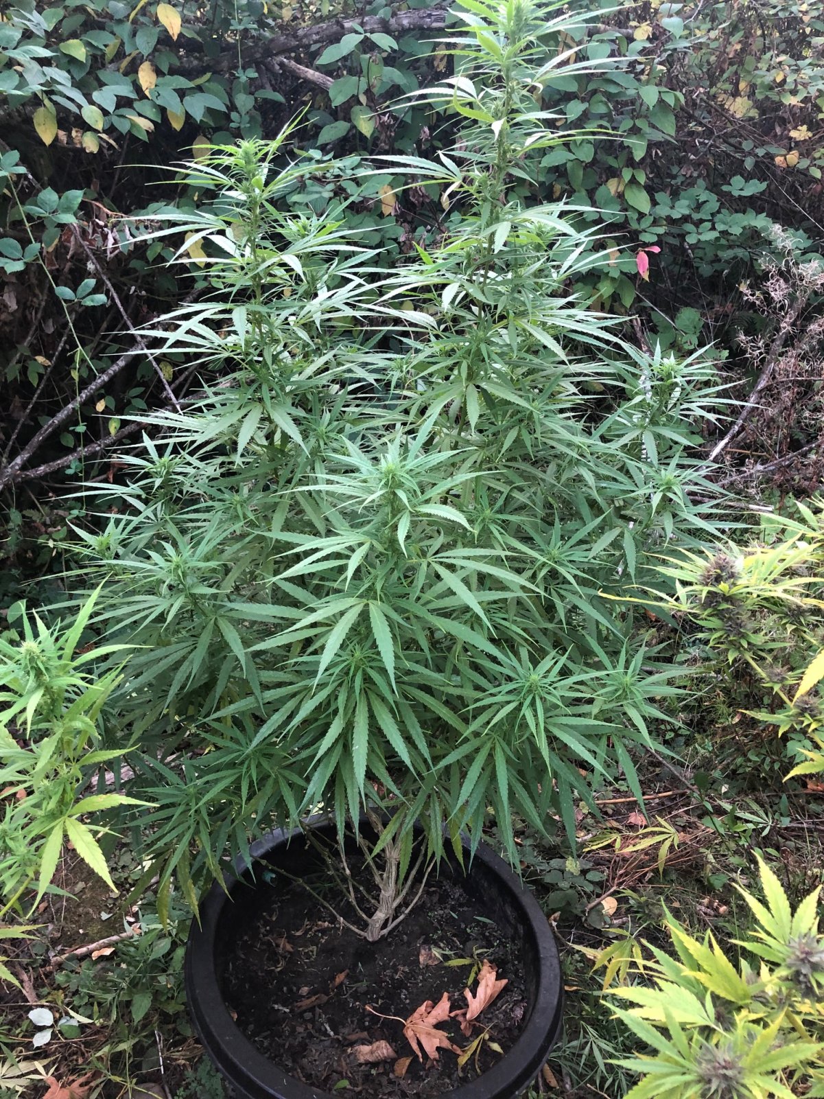 Dutertes Nightmare pheno sativa dominant.jpg