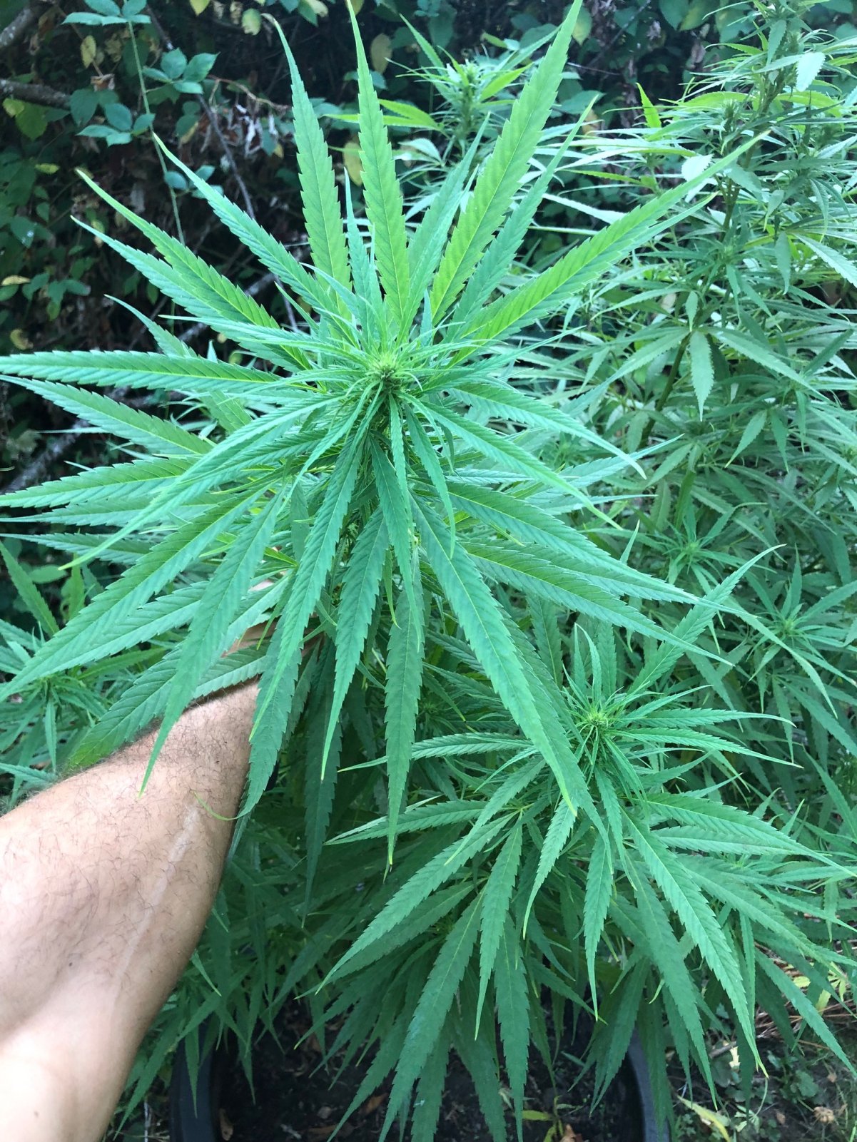 Dutertes Nightmare pheno sativa dominant top bud 2.jpg