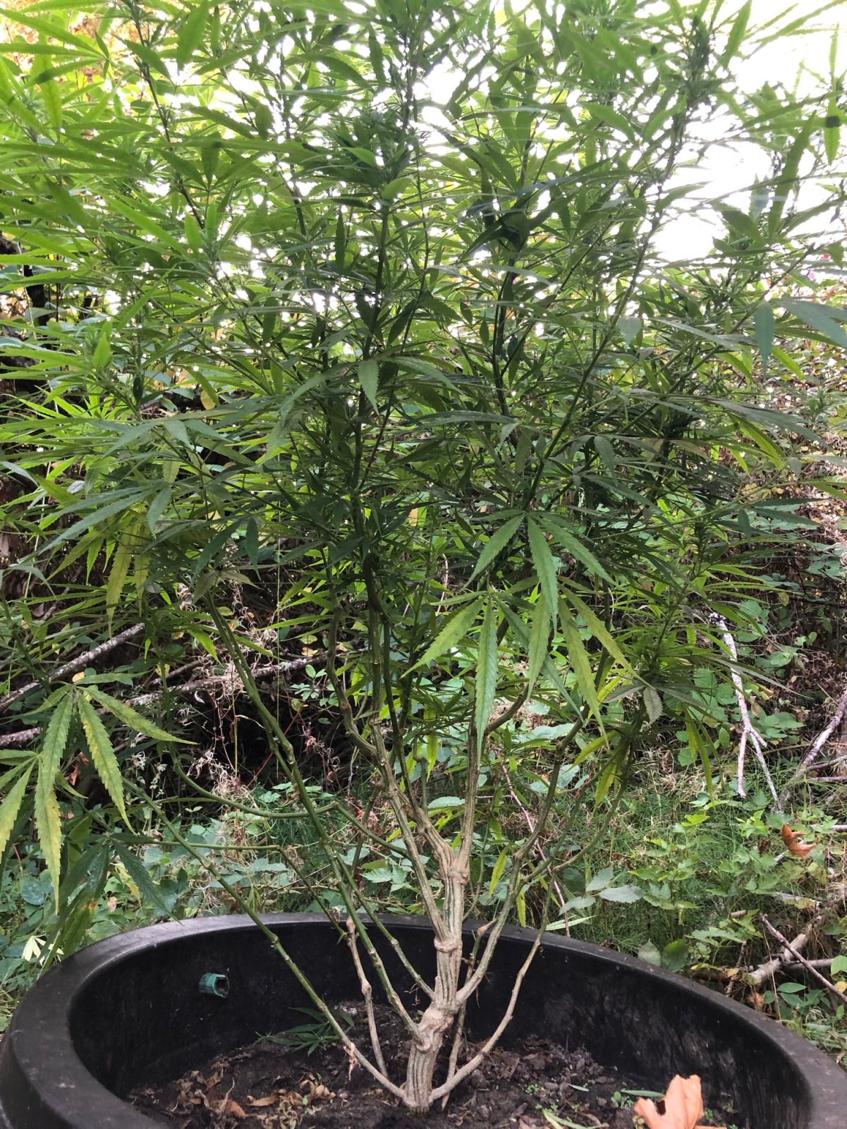 Dutertes Nightmare sativa dominant after pruning lolipop.jpg