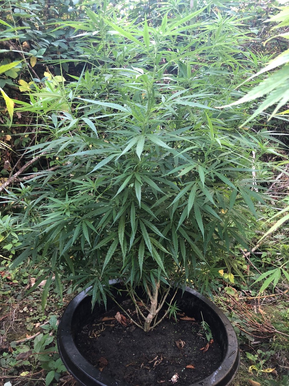 Dutertes Nightmare sativa dominant pheno unkonwn genetics.jpg