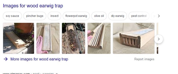 earwig trap.JPG