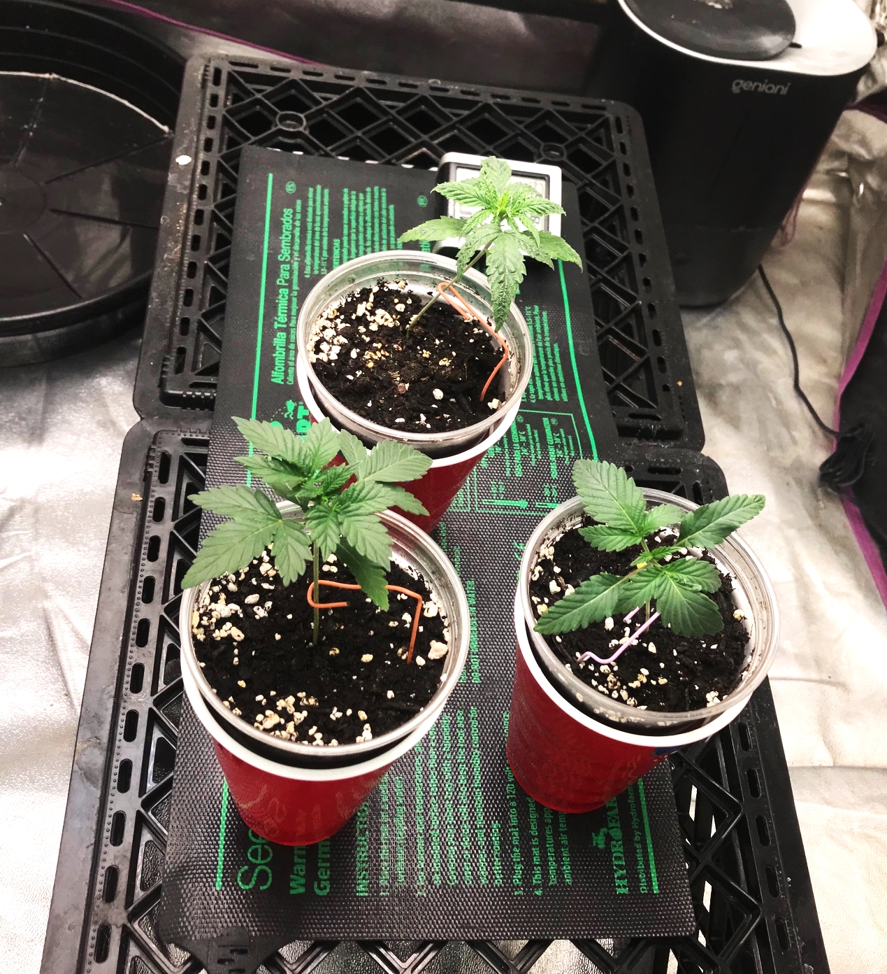 Express Grow 2-20-22 15above.jpg