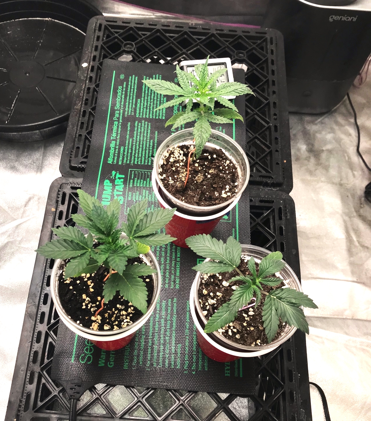 Express Grow 2-23-22 Day 18.jpg