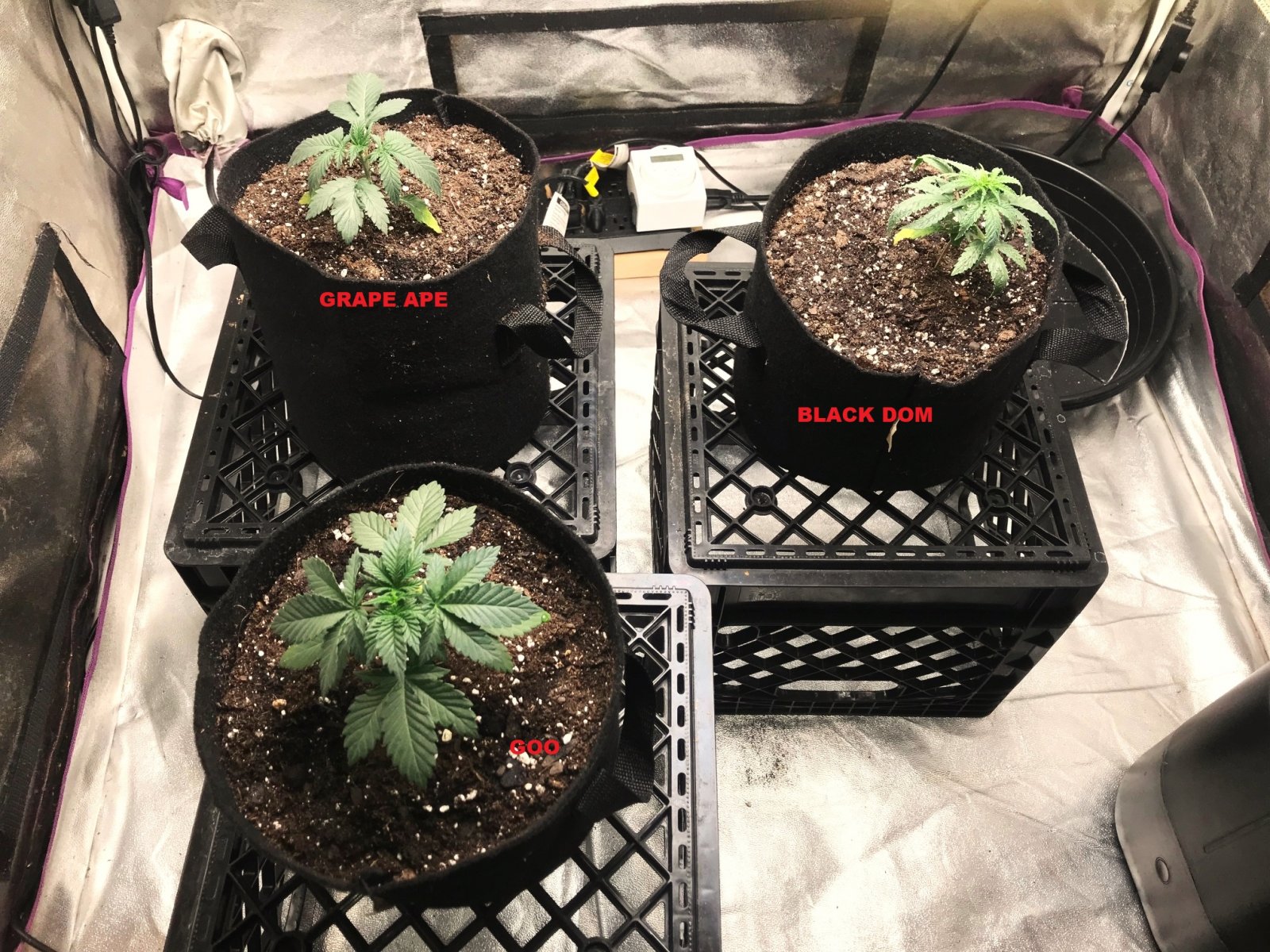 Express Grow 2-26-22 Day 21 labels.jpg