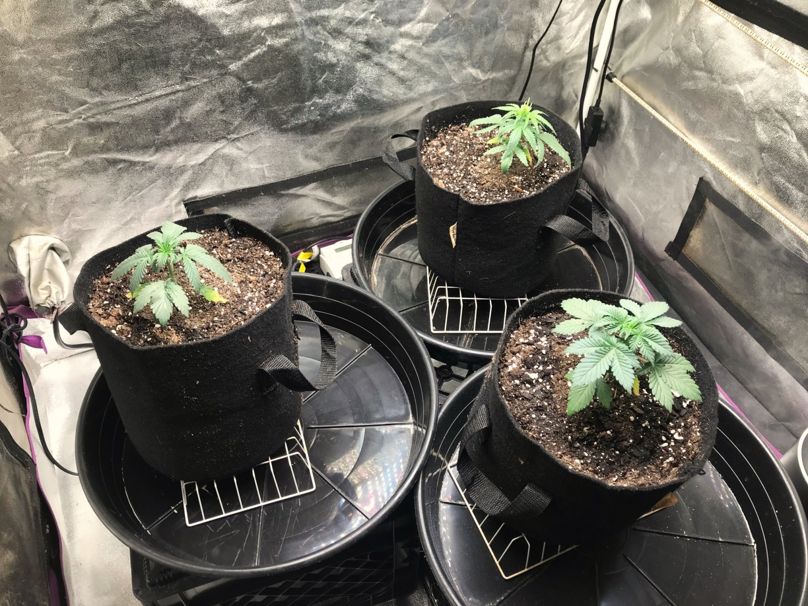 Express Grow 2-27-22 Day 22.jpg