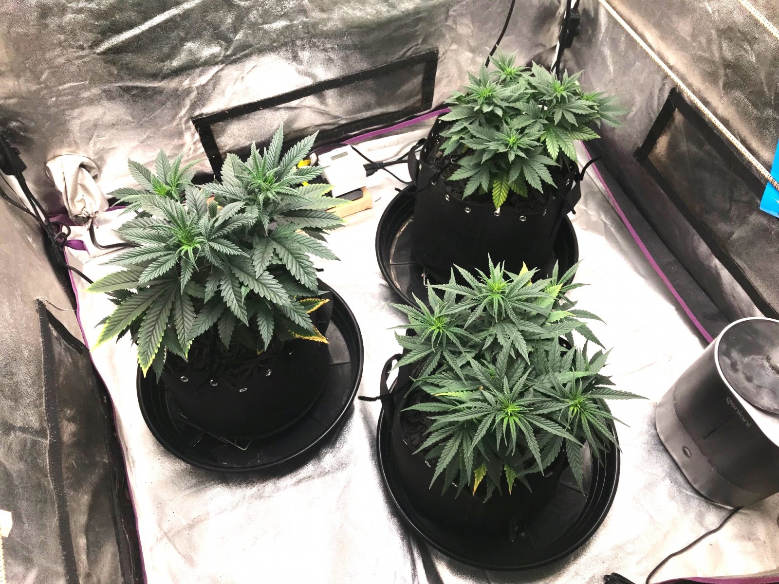 Express Grow 3-21-22 Day 44 evening.jpg