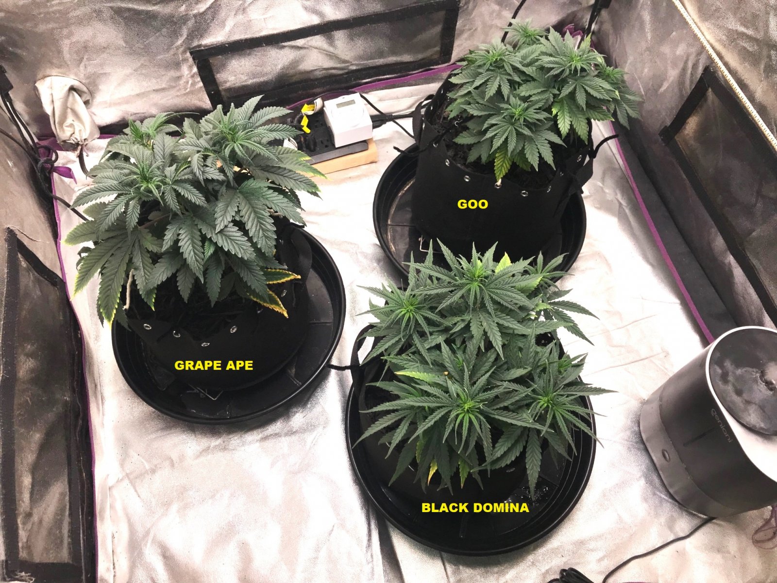 Express Grow 3-21-22 Day 44 LABELS.jpg