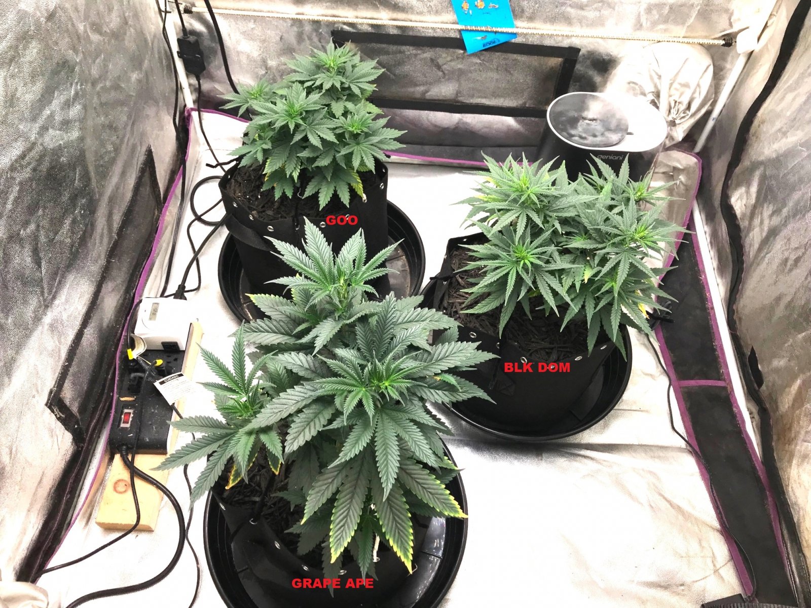 Express Grow 3-22-22 Day 45 labels.jpg