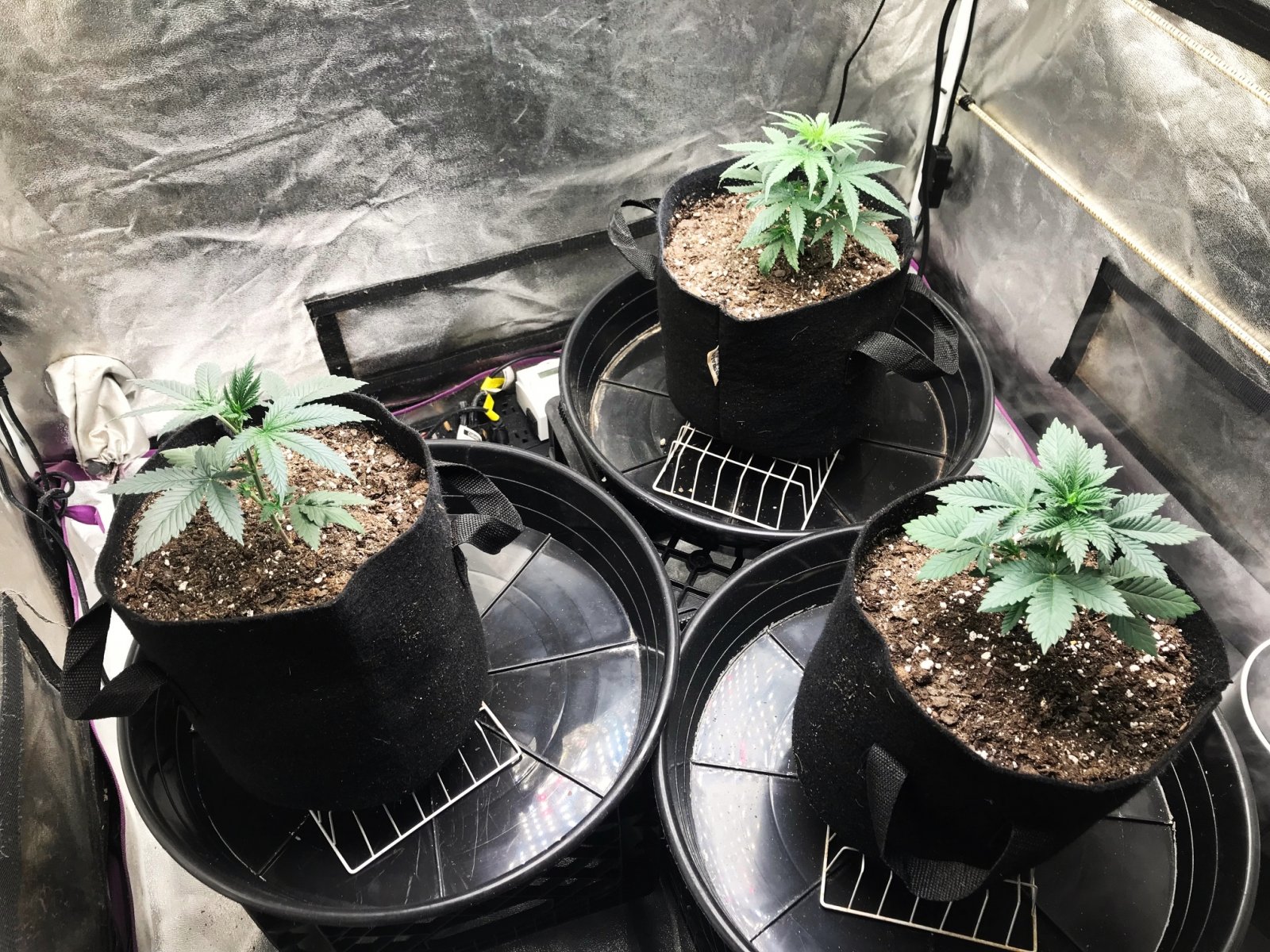 Express Grow 3-4-22 Day 27.jpg