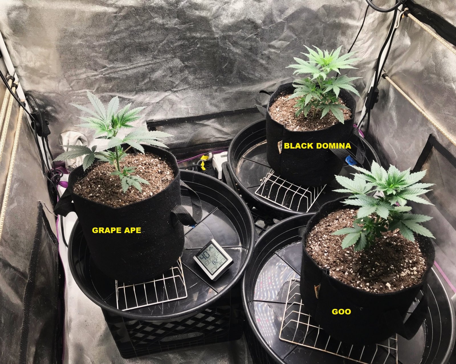 Express Grow 3-6-22 Day 29 labels.jpg