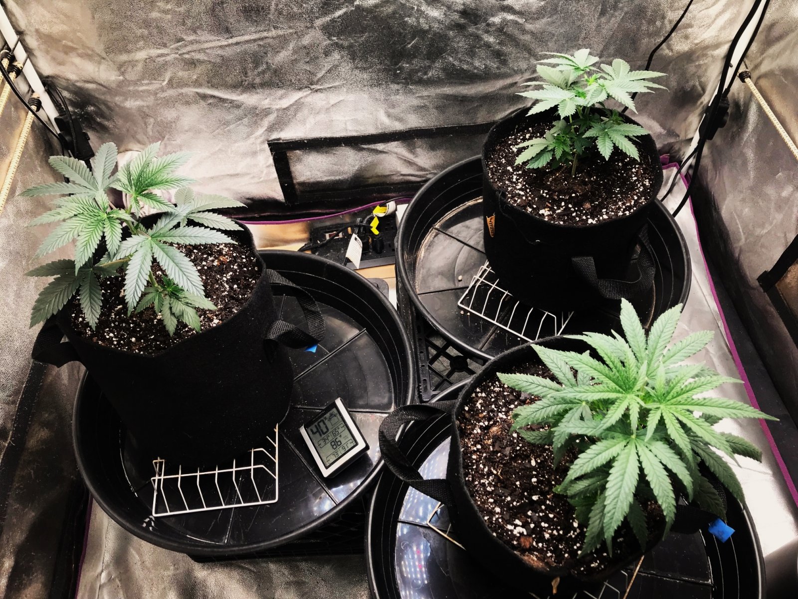 Express Grow 3-7-22 Day 30.jpg