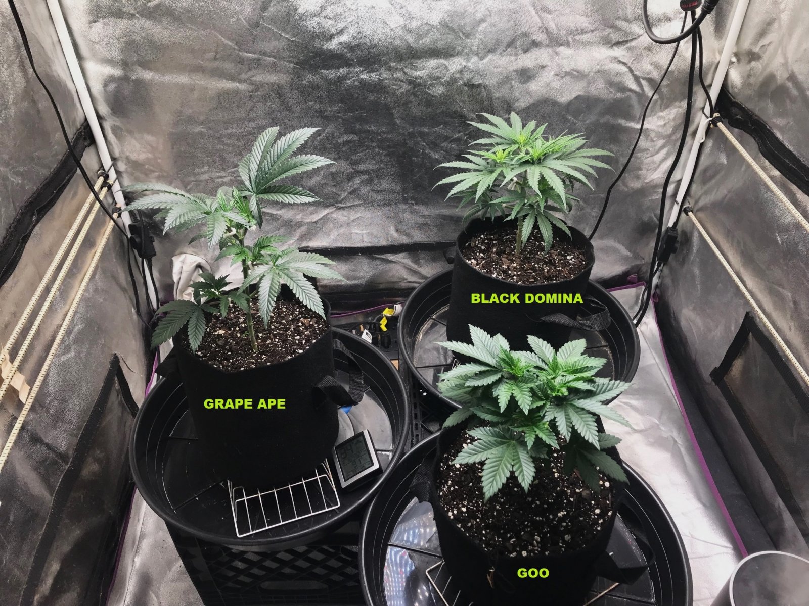 Express Grow Tent 3-11-22 Day 34 labels.jpg