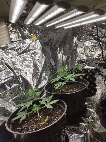 phlizon_full-specttum_led_grow_light (19)