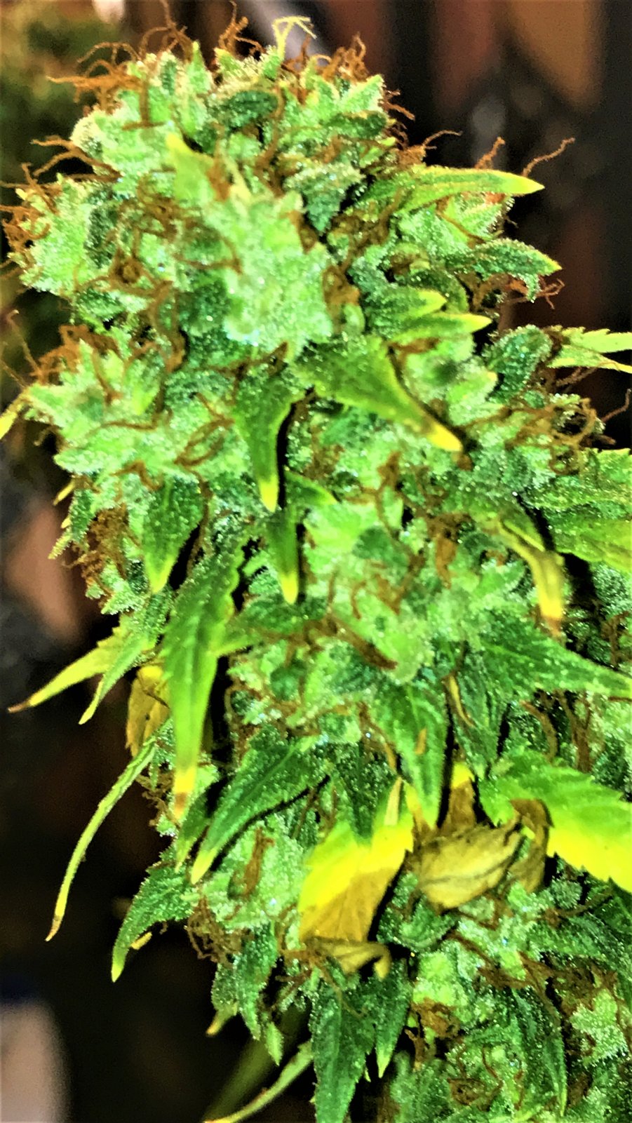 Fast Critical Poison 10-21-21 END bud.JPG