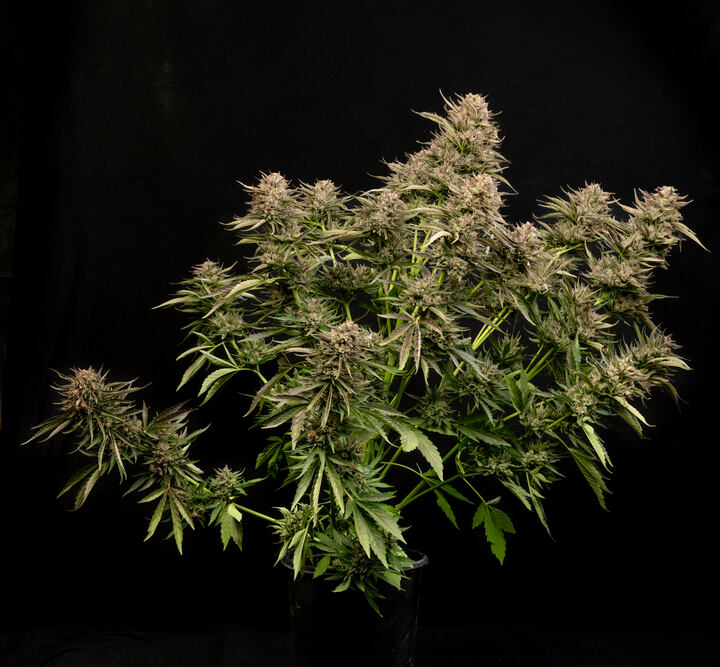 Fatso GMO F1 Auto 2 (1) (002).jpg