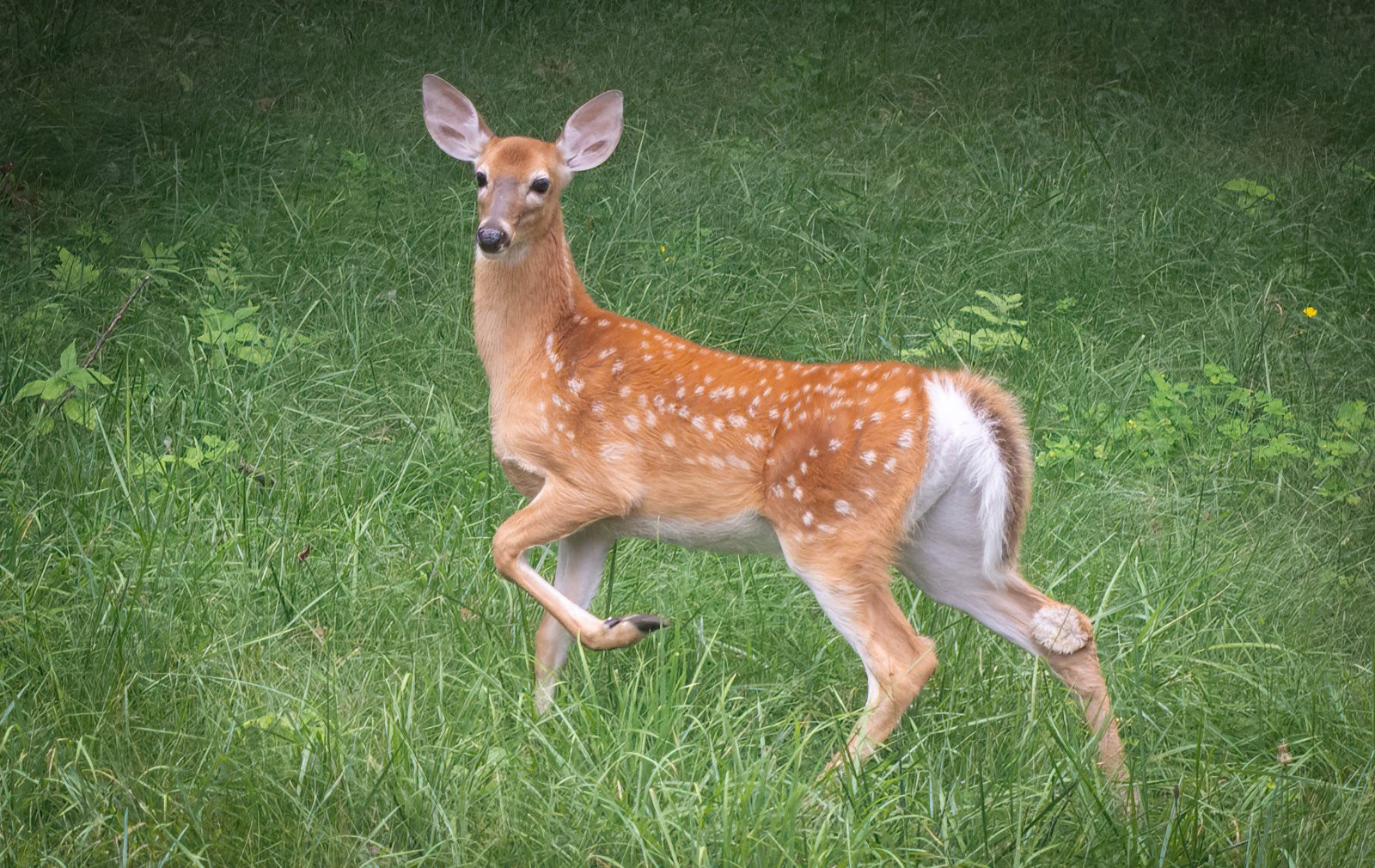 Fawn 2024 July-1.jpg