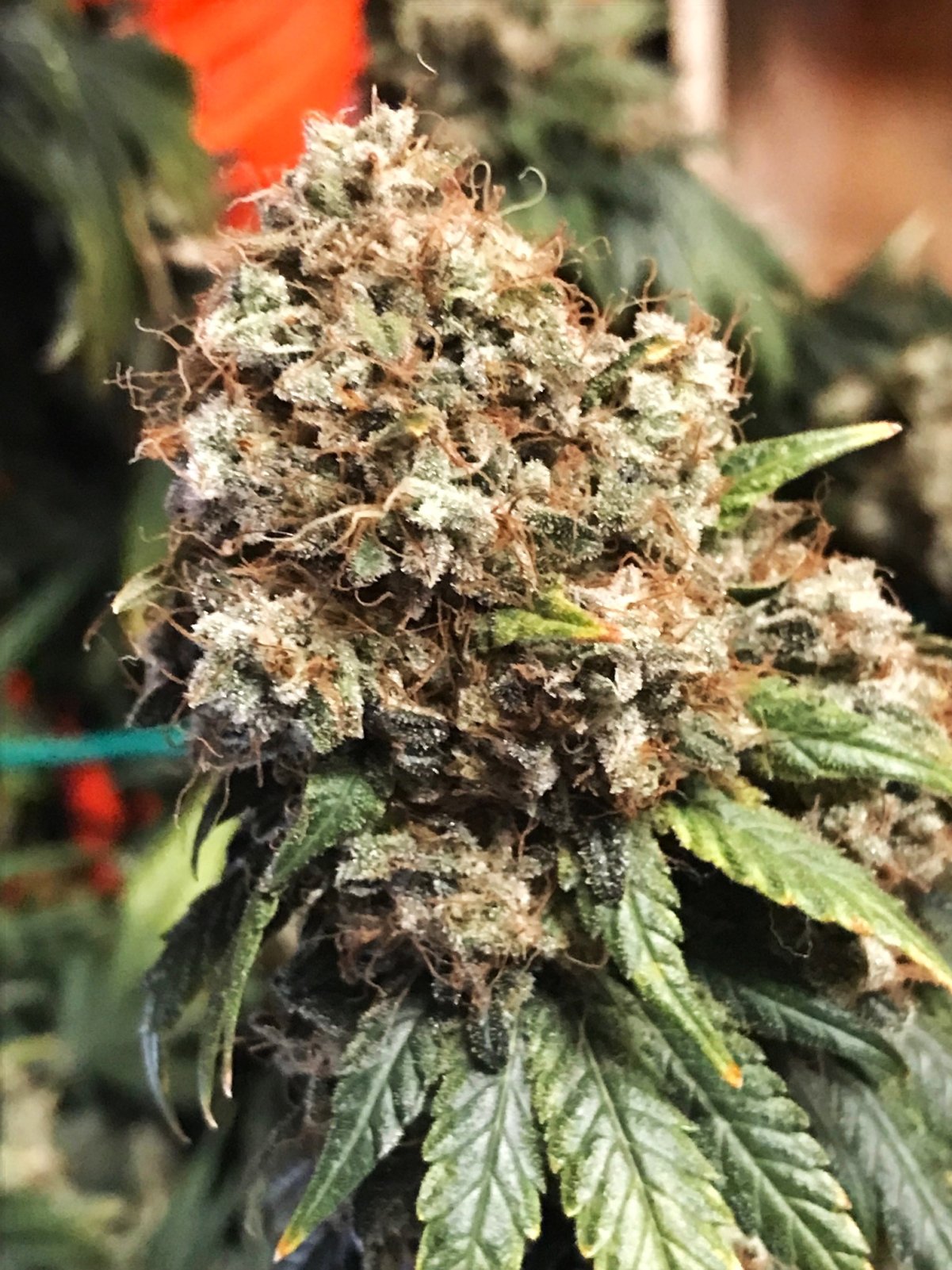 FB2 12-13-23 F89 drought bud.jpg