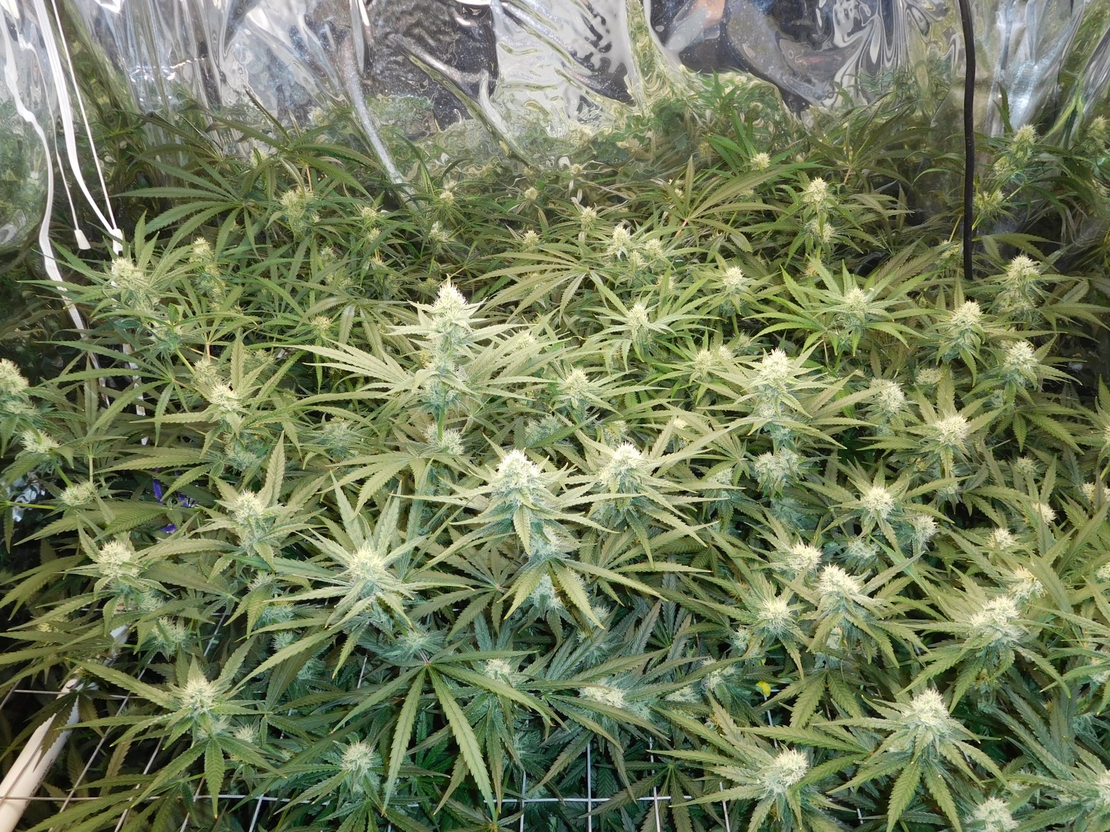 FDOG Day 32 Flower (3).JPG