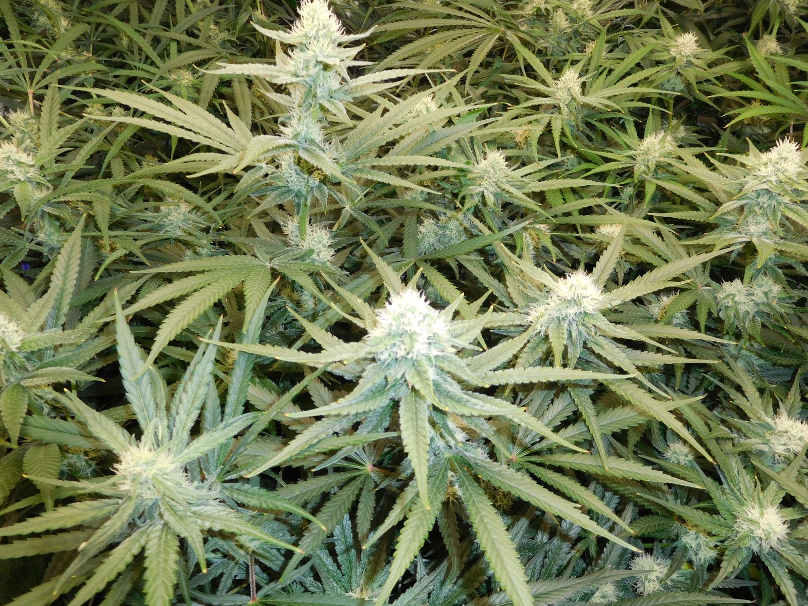 FDOG Day 32 Flower (4).JPG