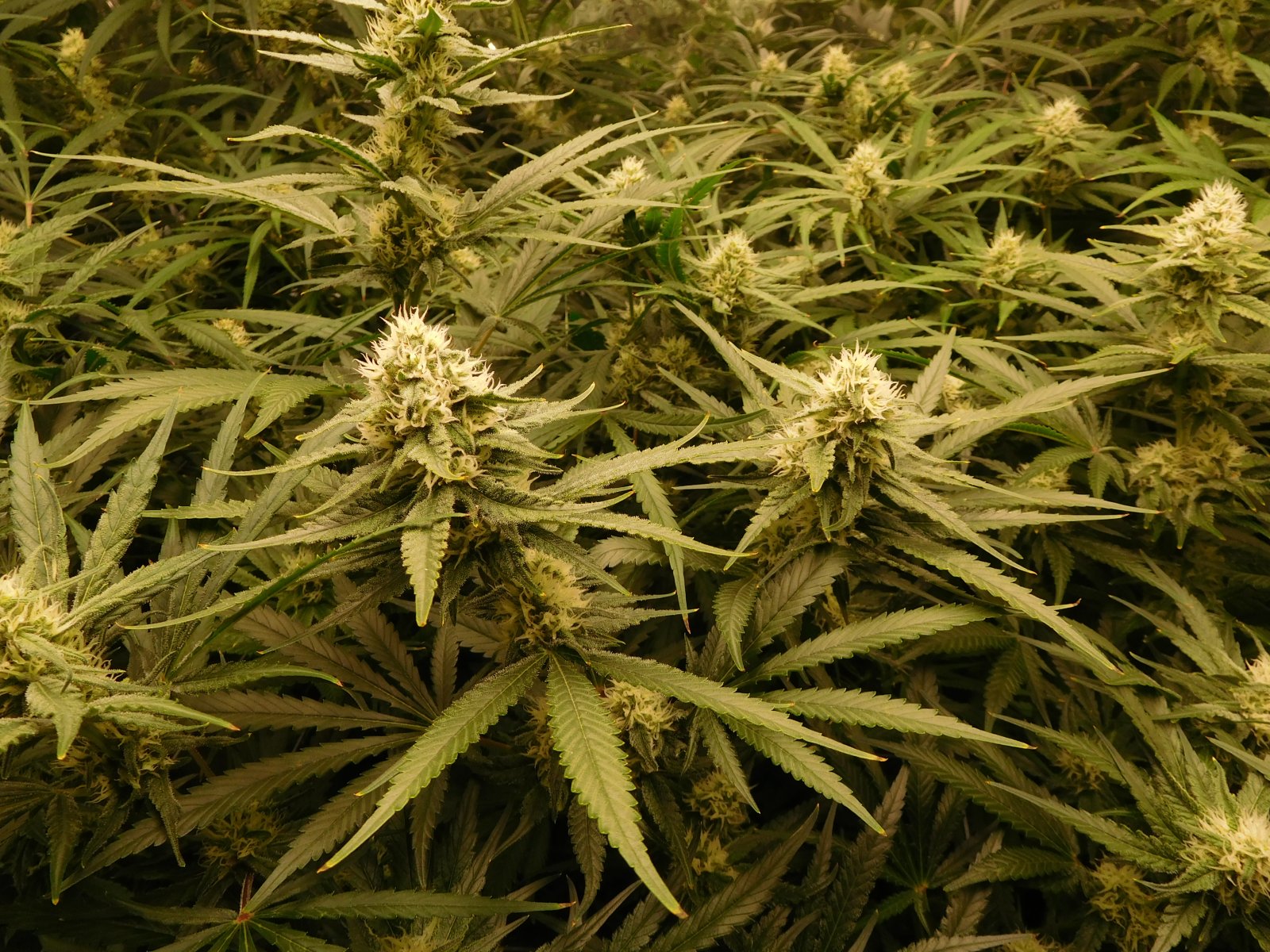 FDOG Day 33 Flower (4).JPG