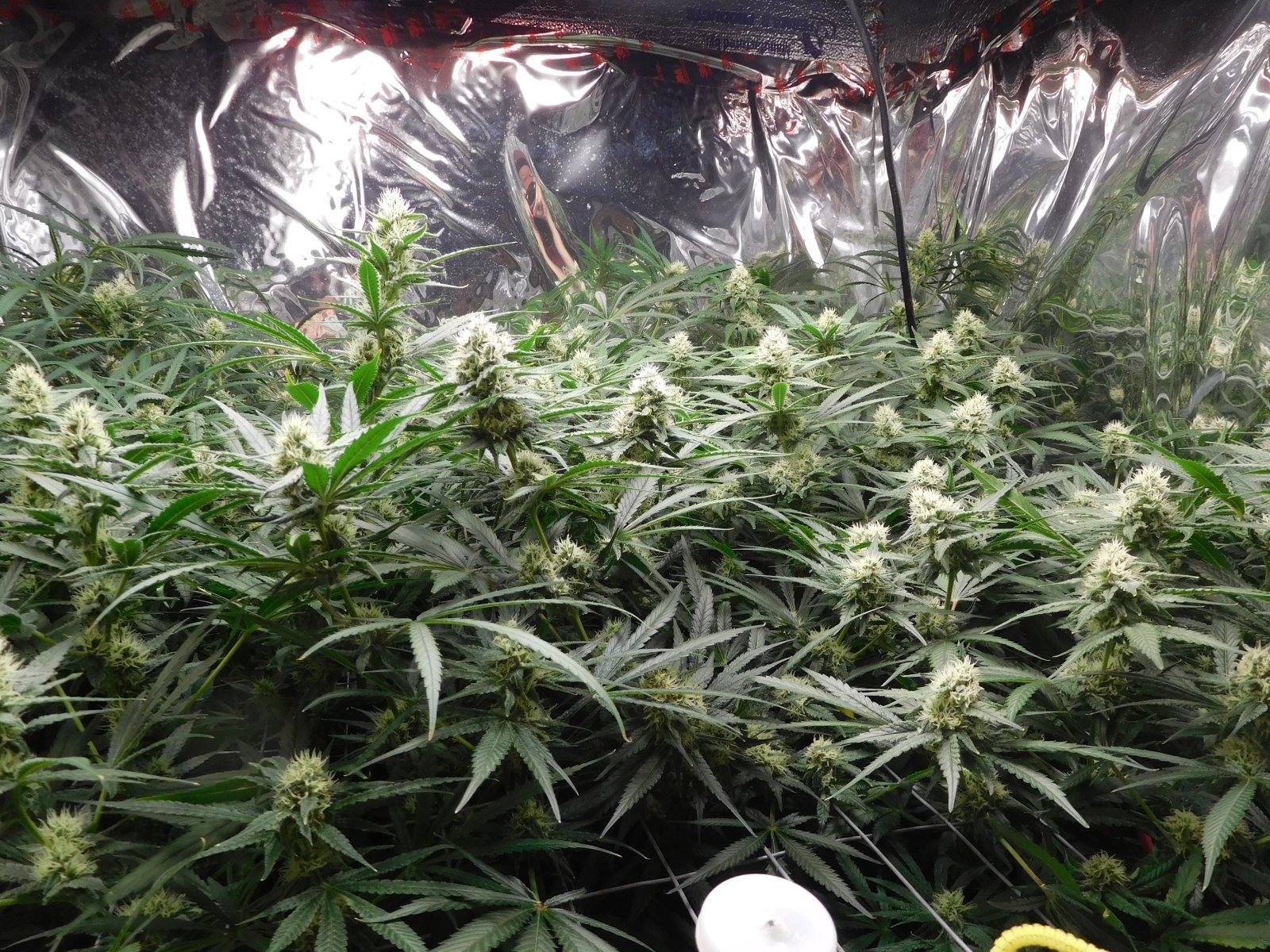 FDOG Day 34 Flower (1).JPG