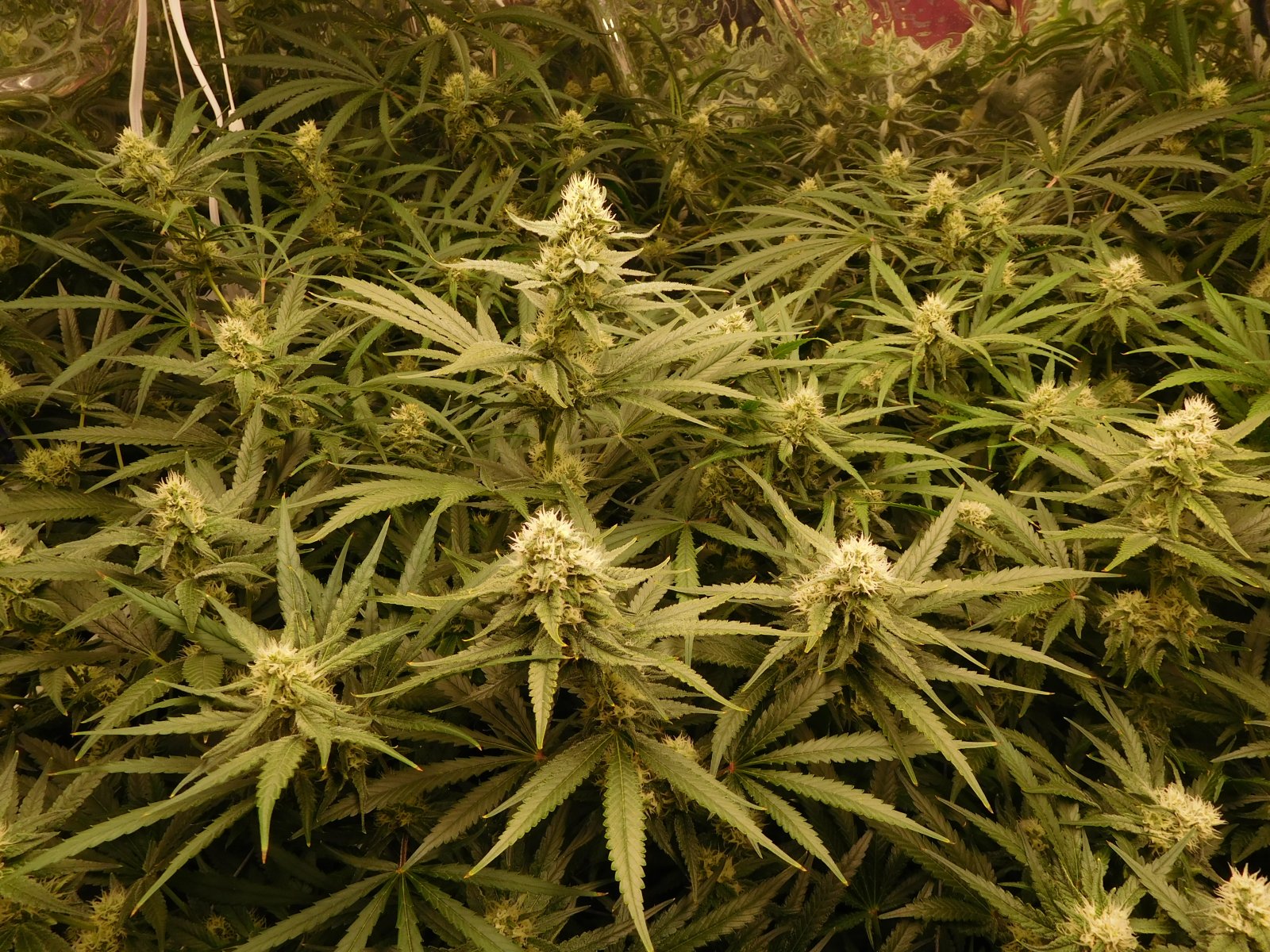 FDOG Day 34 Flower (3).JPG