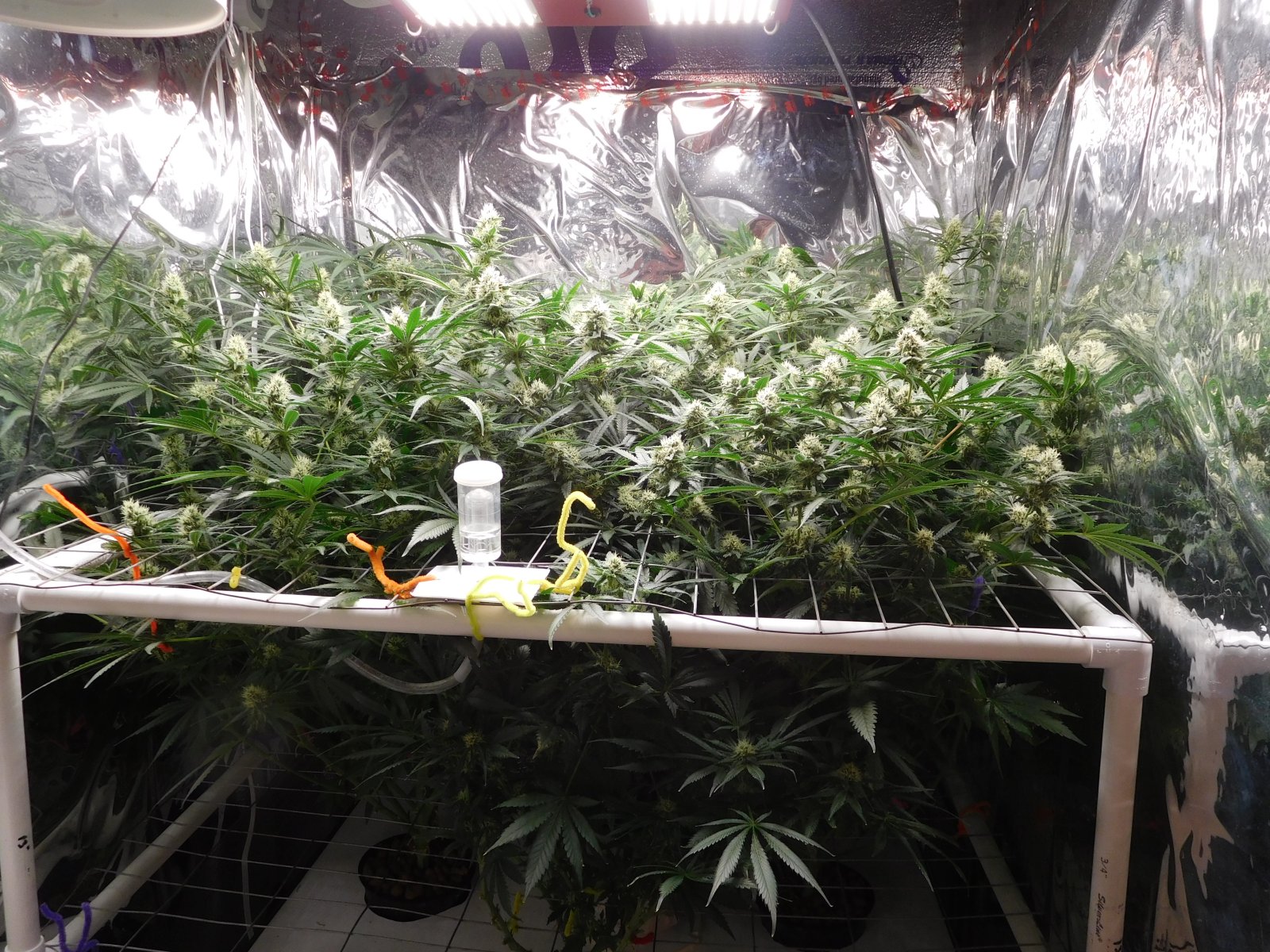 FDOG Day 35 Flower (1).JPG