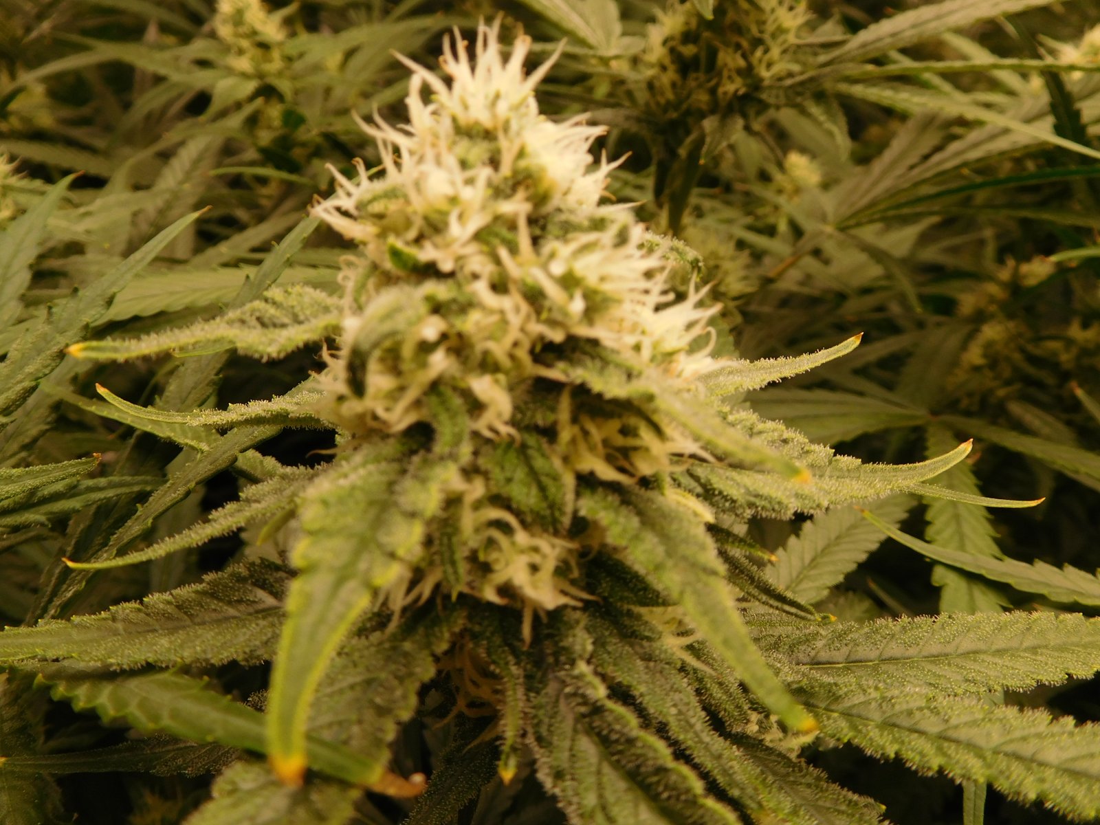 FDOG Day 35 Flower (4).JPG