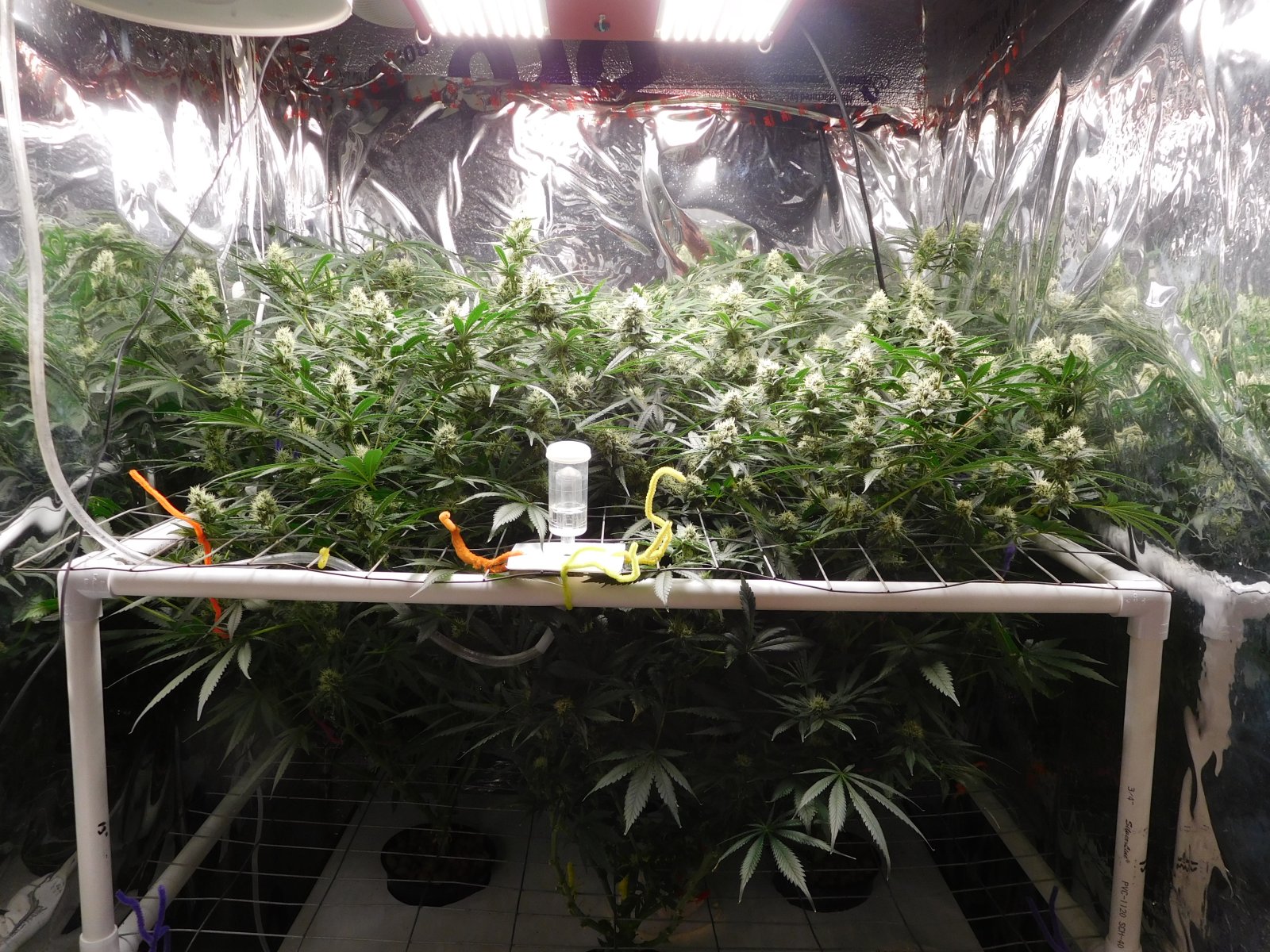 FDOG Day 36 Flower (1).JPG