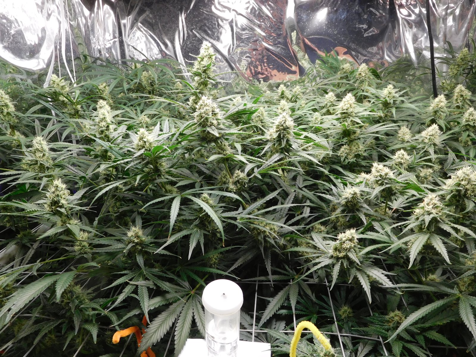 FDOG Day 39 Flower (2).JPG