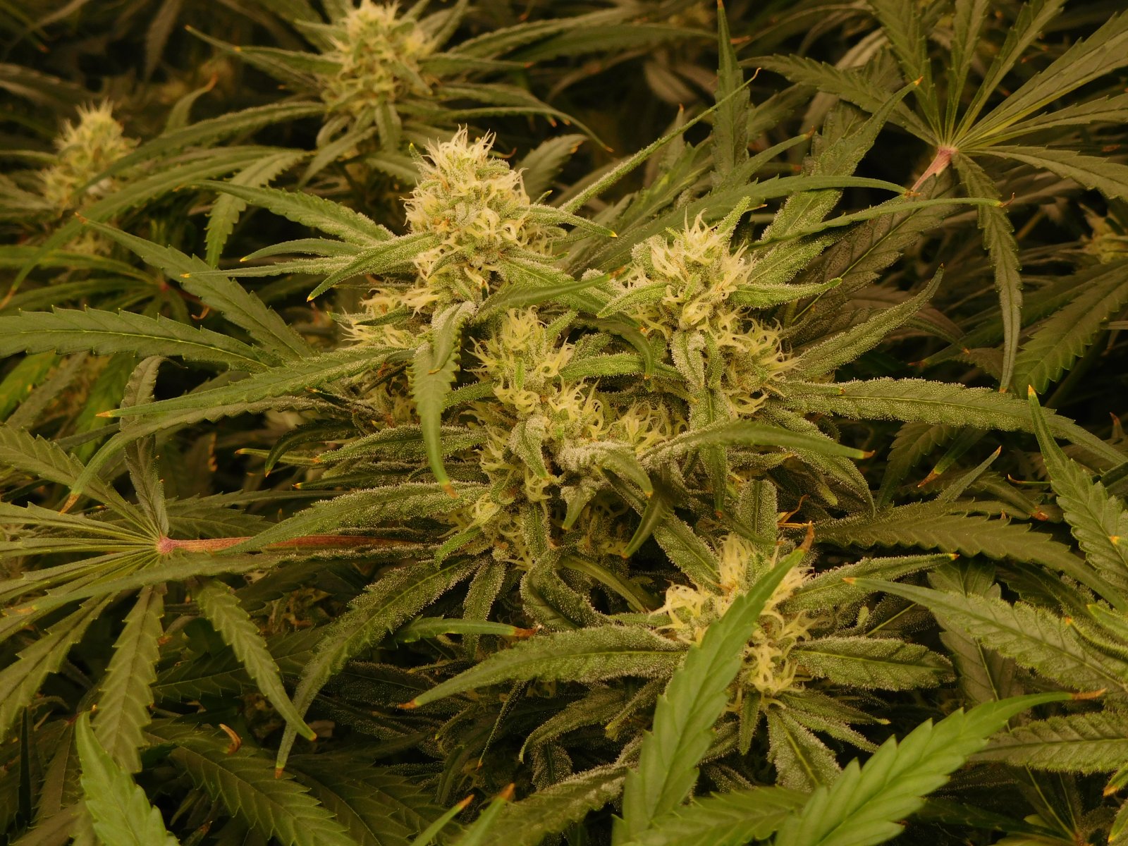 FDOG Day 39 Flower (4).JPG