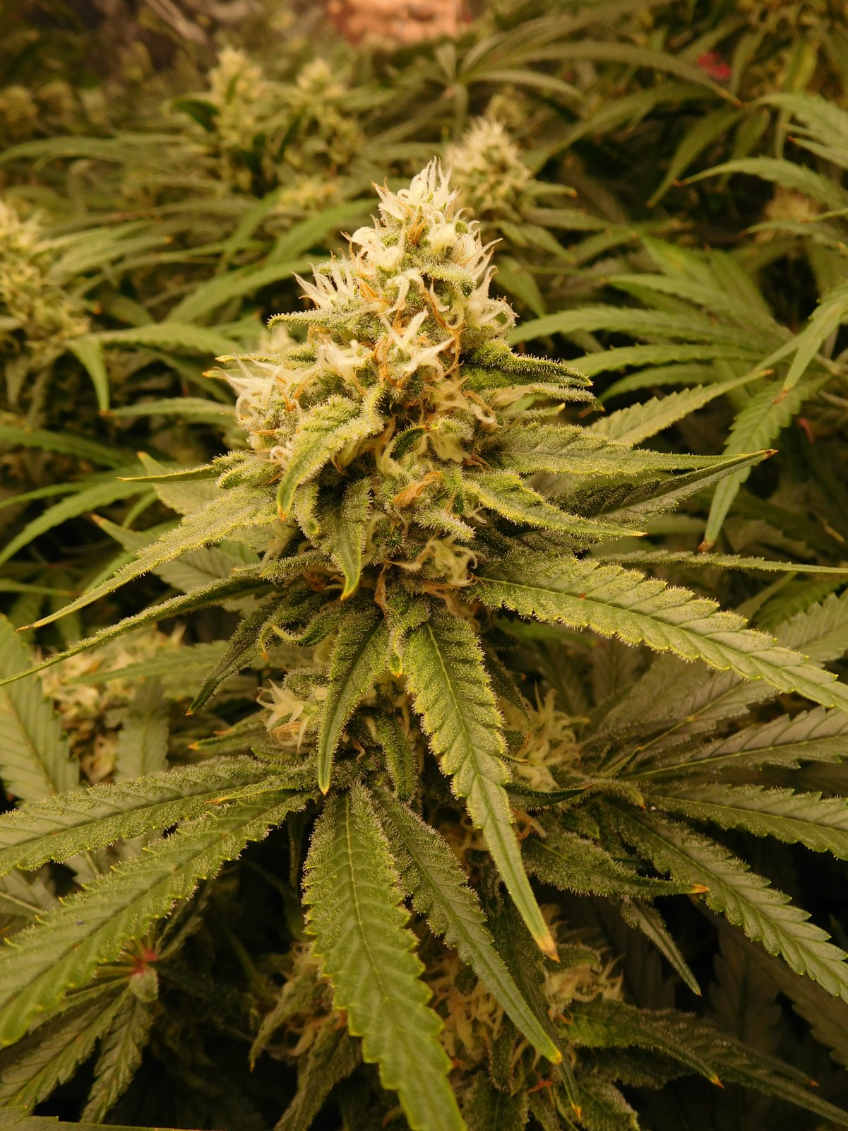 FDOG Day 41 Flower (4).JPG