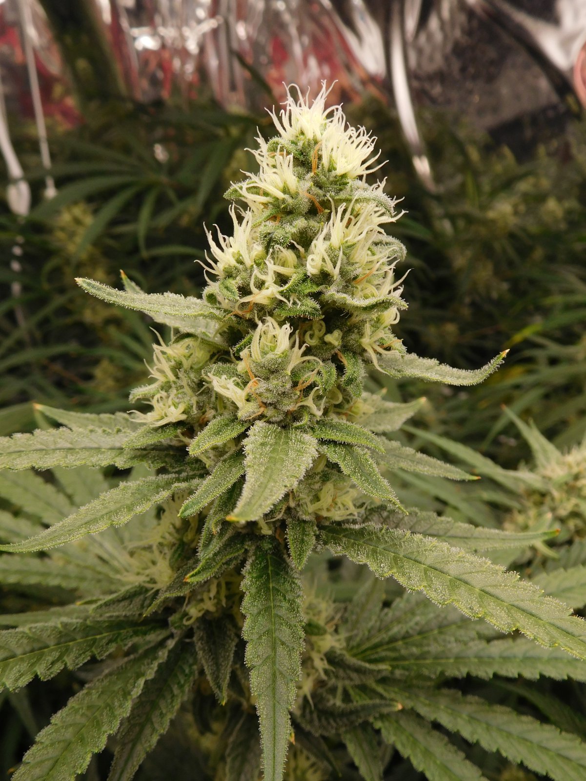 FDOG Day 41 Flower (5).JPG