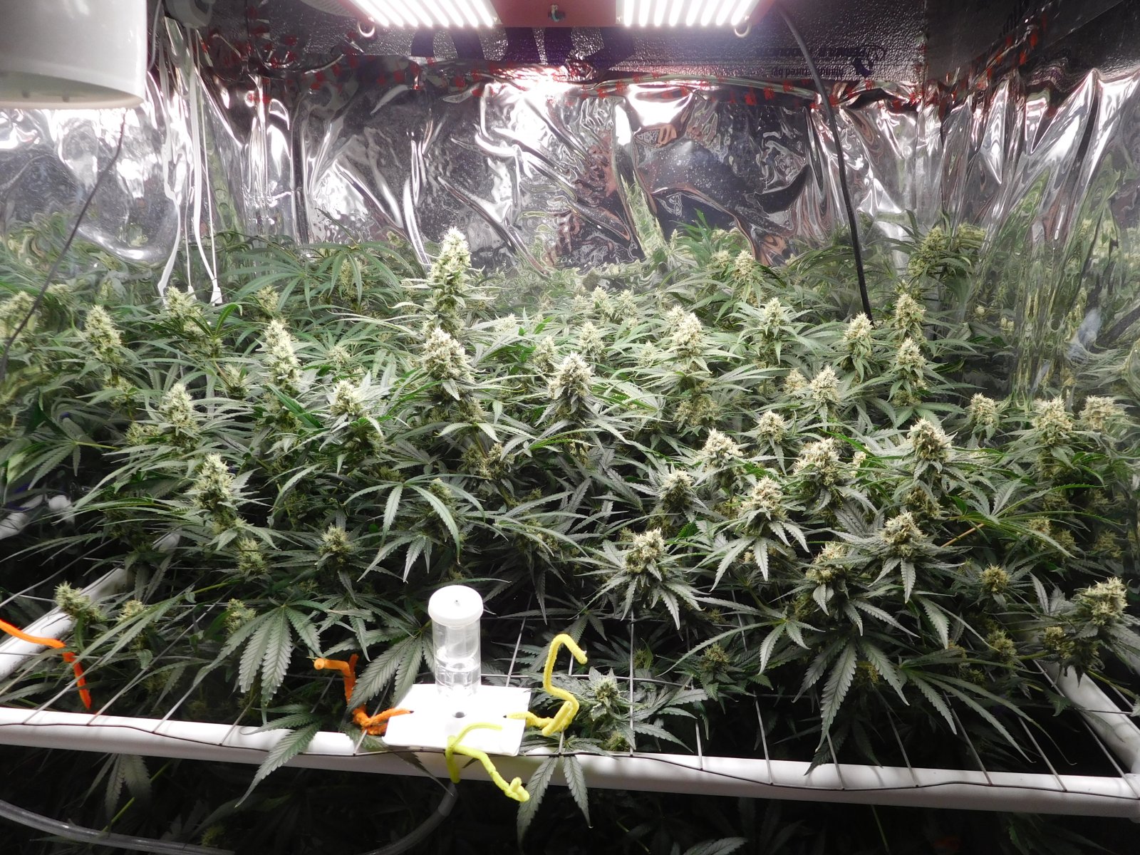 FDOG Day 42 Flower (1).JPG