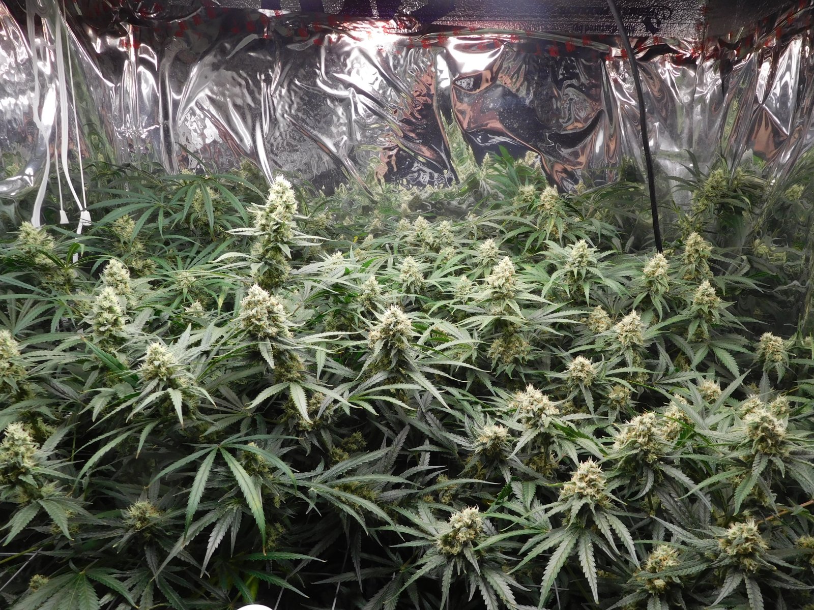 FDOG Day 43 Flower (2).JPG